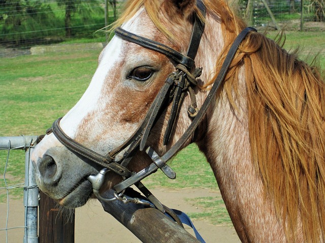 horseback riding