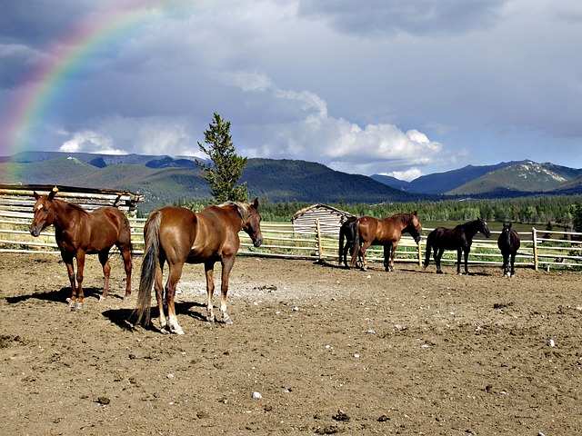 horseback riding