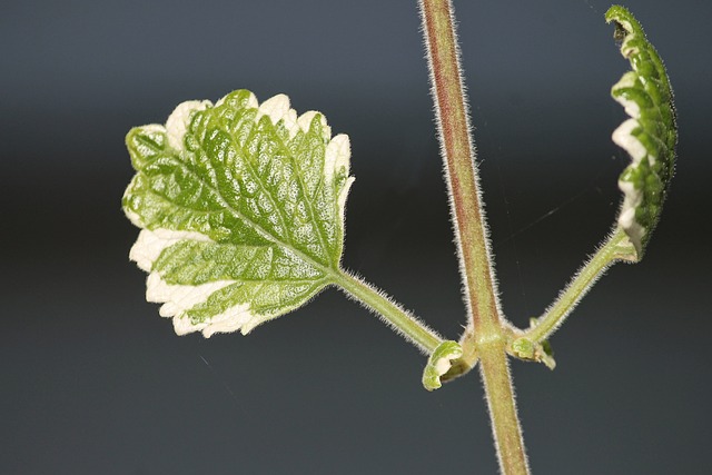 plectranthus