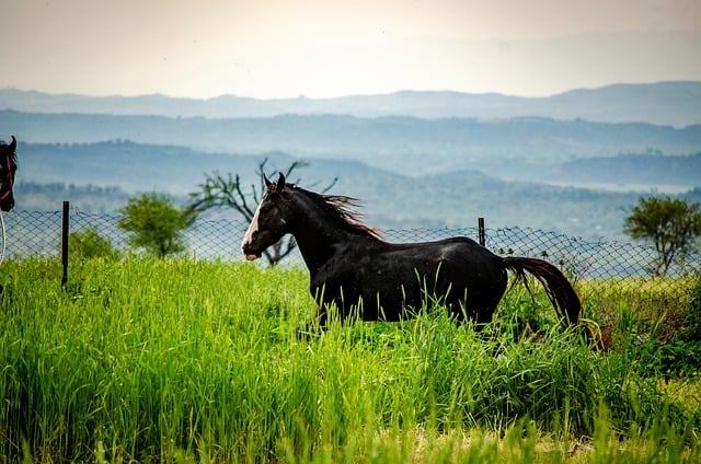 equestrian